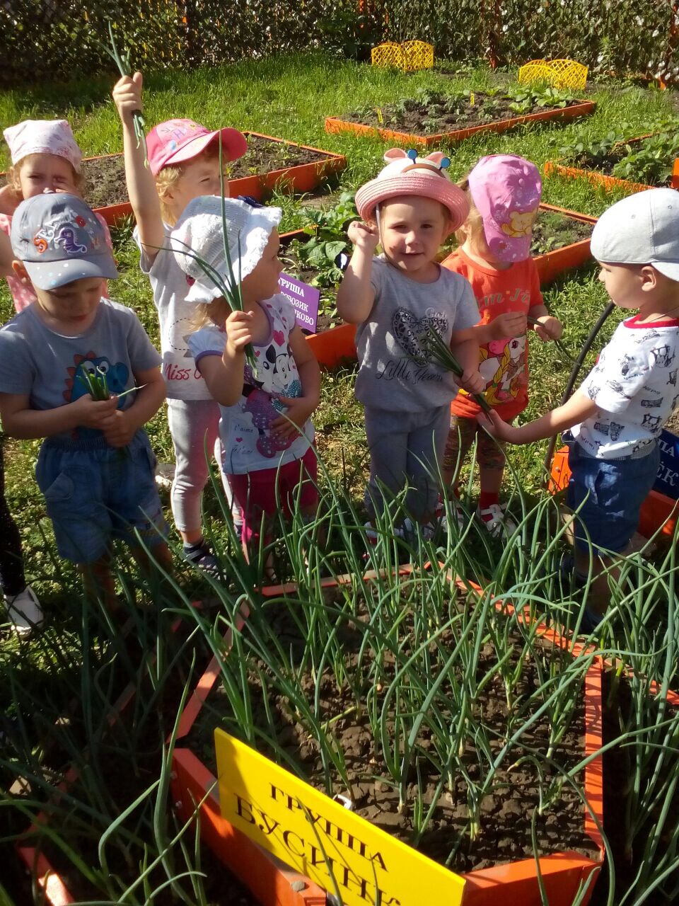 Огород в детском саду: опыт экологического воспитания детского сада № 105  «Улыбка» | НИОС