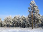 Прекрасное рядом_Макаркина